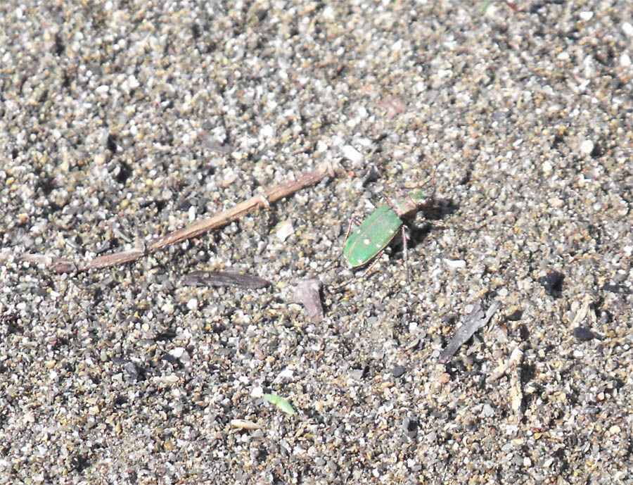 Cicindela maremmana da id: Cicindela campestris